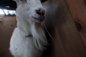 2024年4月のももこ