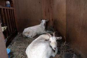 2024年3月のももこ