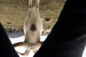 ２０２６年３月のももこ