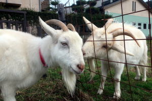 ２０２６年３月のももこ