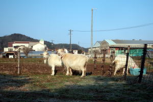 ２０２６年３月のももこ