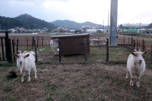 ２０２６年２月のももこ