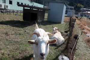 ２０２６年２月のももこ