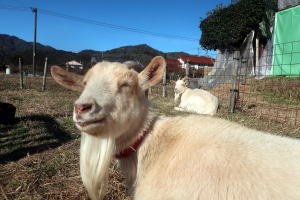 ２０２６年２月のももこ