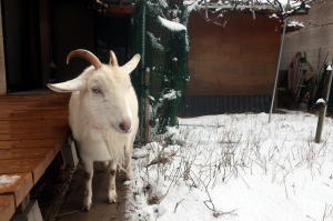 ２０２６年１月のももこ