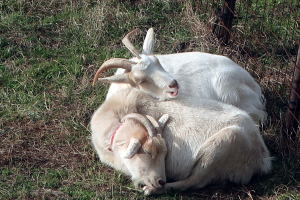 ２０２６年１月のももこ