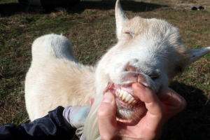 ２０２６年１月のももこ