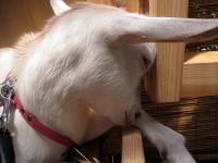 �������薰��