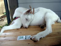 ���ł�����