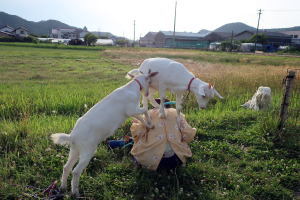２０２２年６月のももこ