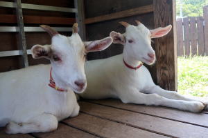 ２０２２年６月のももこ