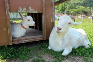 ２０２２年５月のももこ