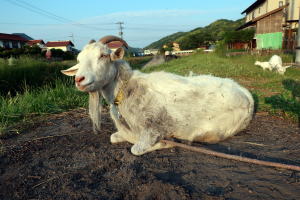 ２０２２年５月のももこ