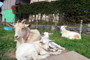 ２０２２年４月のももこ