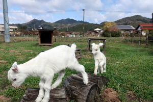 ２０２２年３月のももこ