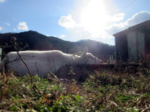2022年1月のももこ