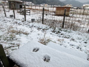 2022年1月のももこ