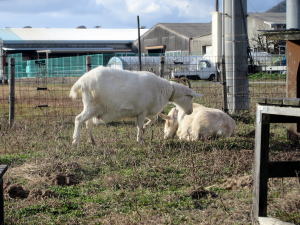 2022年1月のももこ