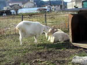 2022年1月のももこ