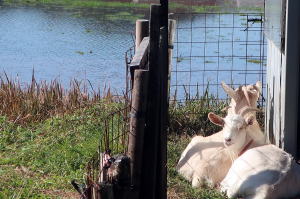 令和５年１２月のももこ