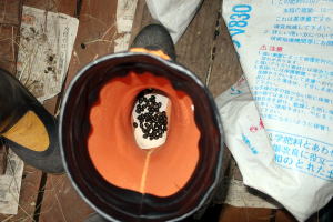 ２０２３年１１月のももこ