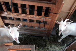 ２０２３年１１月のももこ