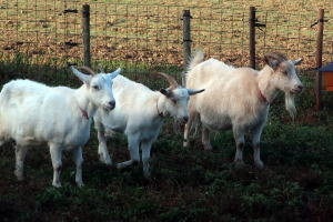 ２０２３年１１月のももこ