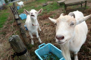 ２０２３年１１月のももこ