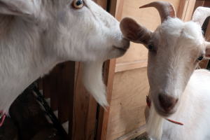 ２０２３年８月のももこ