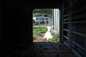 ２０２３年５月のももこ