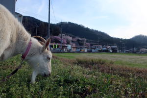 ２０２３年４月のももこ