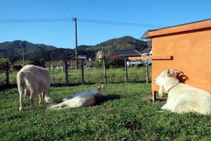 ２０２３年４月のももこ