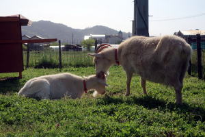 ２０２３年４月のももこ