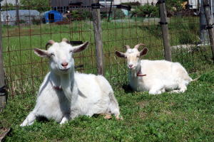 ２０２３年４月のももこ