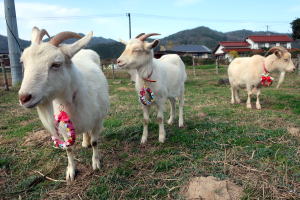 ２０２３年３月のももこ