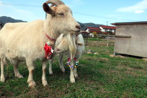 ２０２３年３月のももこ