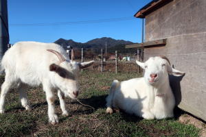 ２０２３年２月のももこ