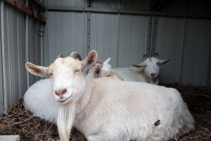 ２０２３年２月のももこ