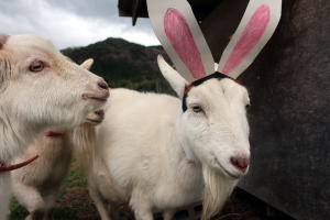 ２０２３年１月のももこ