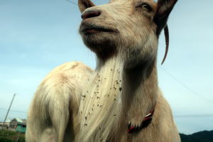 ２０２４年１１月のももこ