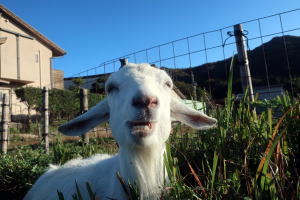 ２０２４年１１月のももこ