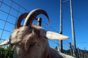 ２０２４年１０月のももこ