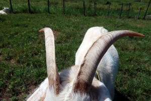 ２０２４年９月のももこ