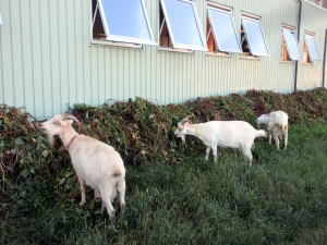 ２０２４年９月のももこ