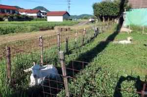 ２０２４年８月のももこ