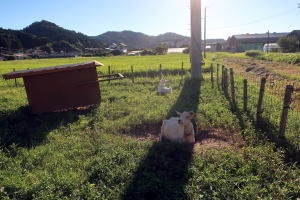 ２０２４年８月のももこ