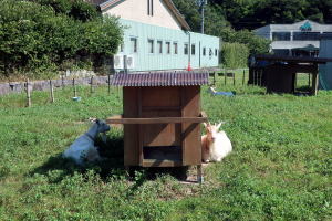 ２０２４年８月のももこ