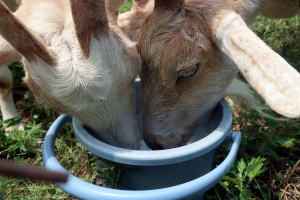 ２０２４年８月のももこ