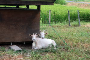 ２０２４年８月のももこ