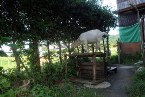 ２０２４年７月のももこ